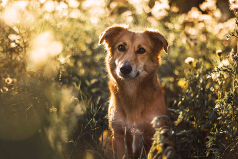 Hund im Blumenfeld, Tierfotografie Magdeburg